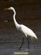 Great Egret Great Egret
