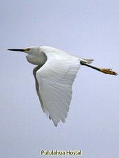 Snowy Egret