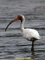 White Ibis White Ibis