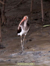 White Ibis Juvenile White Ibis Juvenile