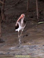 White Ibis Juvenile